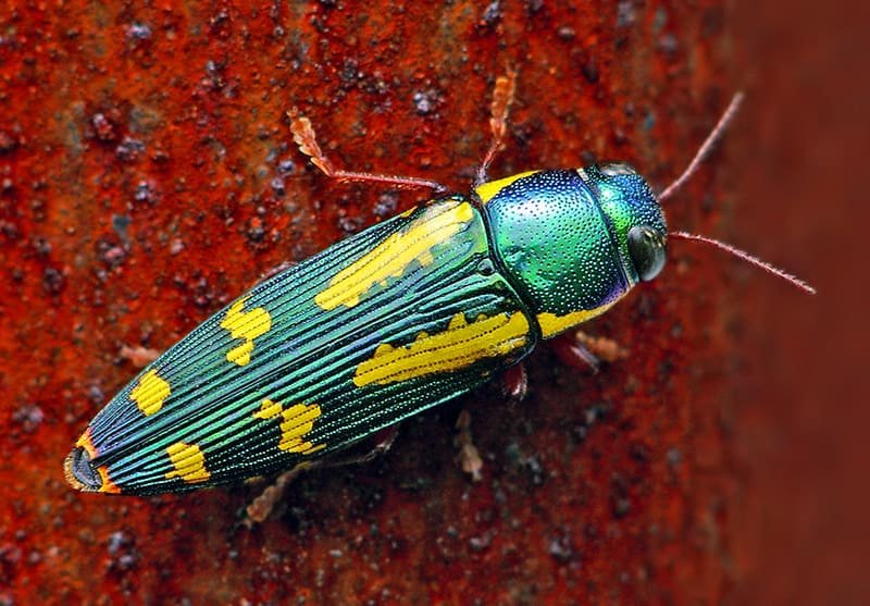 wood beetle furniture damage