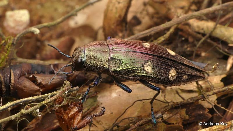 wood beetle