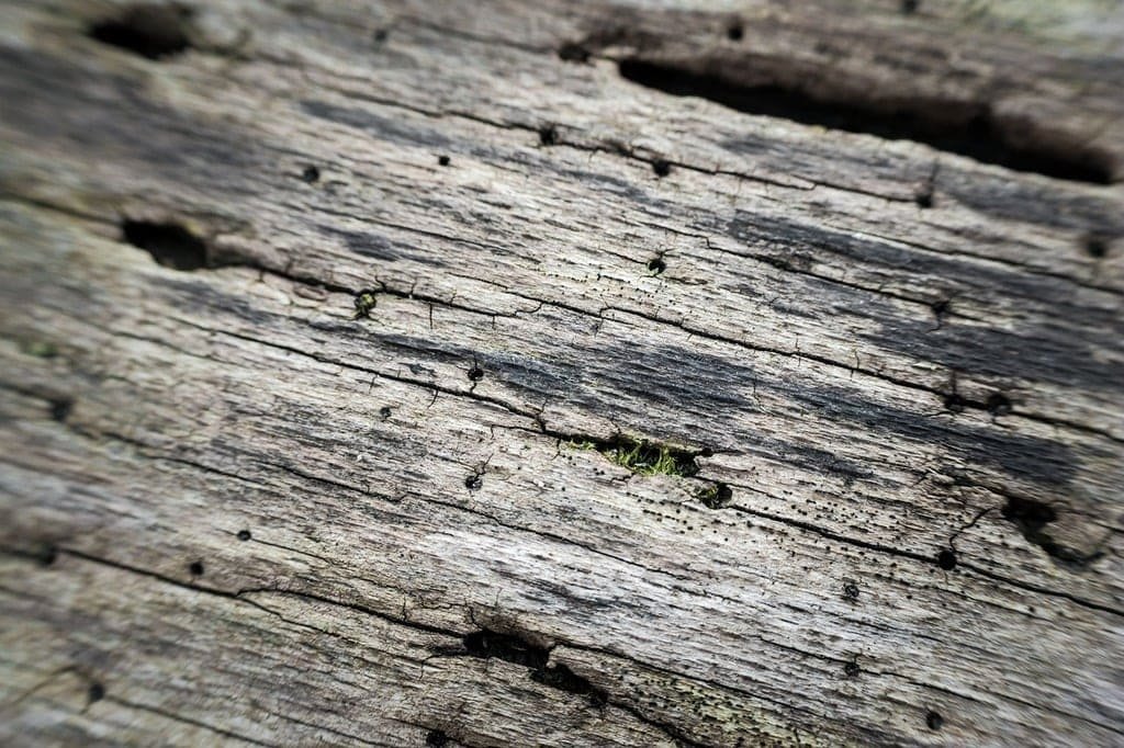 wood beetle in tree