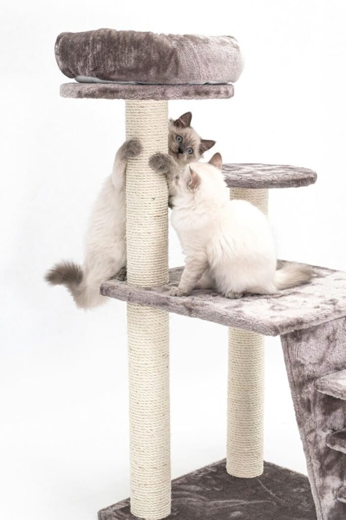 Cats scratching furniture tips